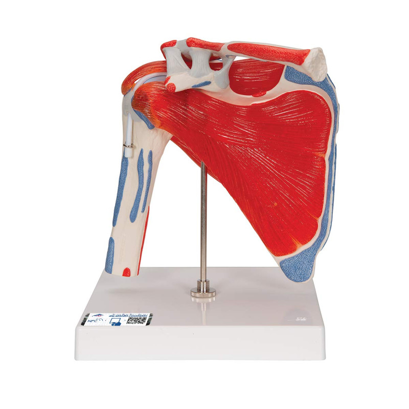 3B Scientific® Articulation de l’Épaule avec Coiffe des Rotateurs – Modèle Anatomique Humain Grandeur Nature avec Muscles,Applic 3B Scientific® Articulation de l’Épaule avec Coiffe des Rotateurs – Modèle Anatomique Humain Grandeur Nature avec Muscles,Applic