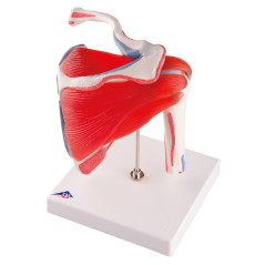3B Scientific® Articulation de l’Épaule avec Coiffe des Rotateurs – Modèle Anatomique Humain Grandeur Nature avec Muscles,Applic