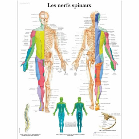 3B Scientific Modèle Anatomique Nerfs Spinaux