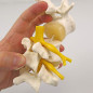 3B Scientific® Modèle de 3 Vertèbres Lombaires – Segment Vertébral Taille Réelle avec Disques Intervertébraux, Montage Flexible 
