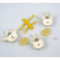 3B Scientific® Modèle de 3 Vertèbres Lombaires – Segment Vertébral Taille Réelle avec Disques Intervertébraux, Montage Flexible 