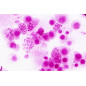 Bresser 30 préparations microscope (Histologie) Bresser 30 préparations microscope (Histologie)