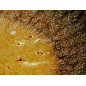 Bresser 30 préparations microscope (Histologie) Bresser 30 préparations microscope (Histologie)