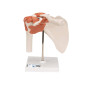 3B Scientific® Articulation Fonctionnelle de l’Épaule Humaine – Muscles de la Coiffe des Rotateurs, Mouvement Complet (Abduction 3B Scientific® Articulation Fonctionnelle de l’Épaule Humaine – Muscles de la Coiffe des Rotateurs, Mouvement Complet (Abduction