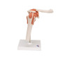 3B Scientific® Articulation Fonctionnelle de l’Épaule Humaine – Muscles de la Coiffe des Rotateurs, Mouvement Complet (Abduction 3B Scientific® Articulation Fonctionnelle de l’Épaule Humaine – Muscles de la Coiffe des Rotateurs, Mouvement Complet (Abduction