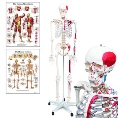 Elementary Anatomy Squelette Musculaire Essentiel – Grandeur Nature | Origines & Insertions Musculaires | Support & Poster Anato
