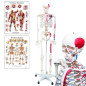 Elementary Anatomy Squelette Musculaire Essentiel – Grandeur Nature | Origines & Insertions Musculaires | Support & Poster Anato Elementary Anatomy Squelette Musculaire Essentiel – Grandeur Nature | Origines & Insertions Musculaires | Support & Poster Anato