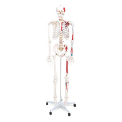 Elementary Anatomy Squelette Musculaire Essentiel – Grandeur Nature | Origines & Insertions Musculaires | Support & Poster Anato