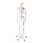 Elementary Anatomy Squelette Musculaire Essentiel – Grandeur Nature | Origines & Insertions Musculaires | Support & Poster Anato Elementary Anatomy Squelette Musculaire Essentiel – Grandeur Nature | Origines & Insertions Musculaires | Support & Poster Anato