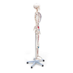 Elementary Anatomy Squelette Musculaire Essentiel – Grandeur Nature | Origines & Insertions Musculaires | Support & Poster Anato