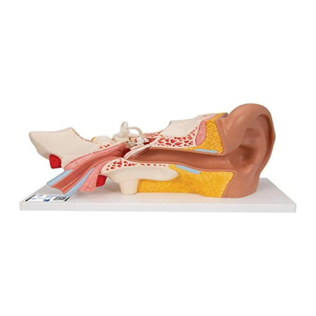 3B Scientific® Modèle d’Oreille Humaine – 3 Fois la Taille Réelle, Anatomie en 4 Parties avec Structures Amovibles + Smart Anato