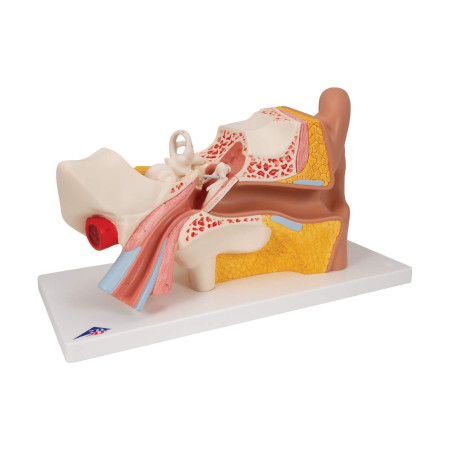 3B Scientific® Modèle d’Oreille Humaine – 3 Fois la Taille Réelle, Anatomie en 4 Parties avec Structures Amovibles + Smart Anato