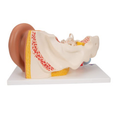 3B Scientific® Modèle d’Oreille Humaine – 3 Fois la Taille Réelle, Anatomie en 4 Parties avec Structures Amovibles + Smart Anato