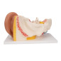 3B Scientific® Modèle d’Oreille Humaine – 3 Fois la Taille Réelle, Anatomie en 4 Parties avec Structures Amovibles + Smart Anato