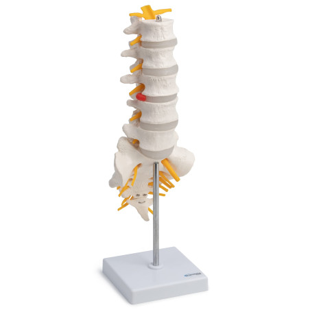 Cranstein A-319 Colonne lombaire – Modèle d'anatomie | avec le sacrum ouvert