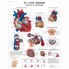 3B Scientific – Laminé Cœur Humain Affiche – Anatomie & Physiologie – Poster Protégé contre UV et Poussière pour Étude, Enseigne