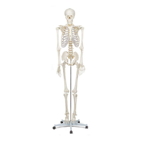 Elementary Anatomy Squelette Essentiel – Grandeur Nature | Bras, Jambes & Crâne 3 Pièces Amovibles | Support Mobile | Posters An