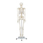Elementary Anatomy Squelette Essentiel – Grandeur Nature | Bras, Jambes & Crâne 3 Pièces Amovibles | Support Mobile | Posters An Elementary Anatomy Squelette Essentiel – Grandeur Nature | Bras, Jambes & Crâne 3 Pièces Amovibles | Support Mobile | Posters An