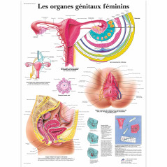 3B Scientific – Tableau Laminé des Organes Généraux Féminins – Affiche d’Anatomie Protégée contre les UV et la Poussière pour Ét