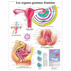 3B Scientific – Tableau Laminé des Organes Généraux Féminins – Affiche d’Anatomie Protégée contre les UV et la Poussière pour Ét