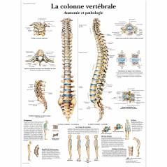 3B Scientific – Laminé Colonne Vertébrale Humaine Affiche – Anatomie & Pathologie – Poster Protégé contre UV et Poussière pour É