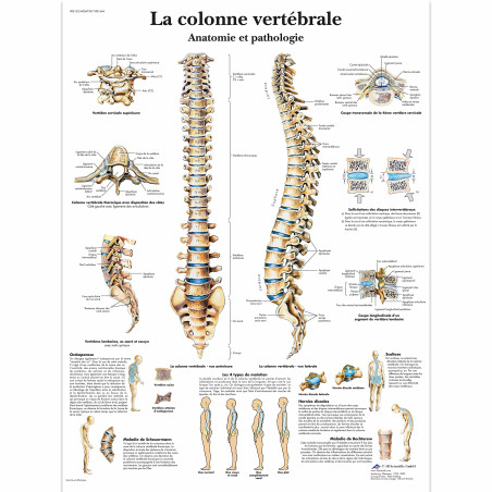 3B Scientific – Laminé Colonne Vertébrale Humaine Affiche – Anatomie & Pathologie – Poster Protégé contre UV et Poussière pour É