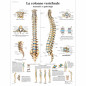 3B Scientific – Laminé Colonne Vertébrale Humaine Affiche – Anatomie & Pathologie – Poster Protégé contre UV et Poussière pour É 3B Scientific – Laminé Colonne Vertébrale Humaine Affiche – Anatomie & Pathologie – Poster Protégé contre UV et Poussière pour É