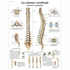 3B Scientific – Laminé Colonne Vertébrale Humaine Affiche – Anatomie & Pathologie – Poster Protégé contre UV et Poussière pour É