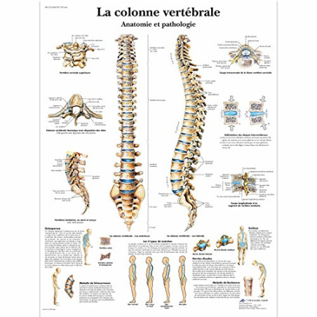 3B Scientific – Laminé Colonne Vertébrale Humaine Affiche – Anatomie & Pathologie – Poster Protégé contre UV et Poussière pour É