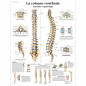 3B Scientific – Laminé Colonne Vertébrale Humaine Affiche – Anatomie & Pathologie – Poster Protégé contre UV et Poussière pour É 3B Scientific – Laminé Colonne Vertébrale Humaine Affiche – Anatomie & Pathologie – Poster Protégé contre UV et Poussière pour É