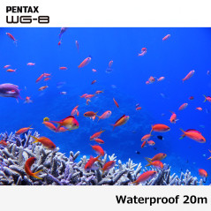 Pentax 1491 Caméra d'aventure WG-8 Noire Toutes Saisons, avec Une Performance Exceptionnelle, Imperméable, Résistante à la Pouss
