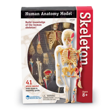 Learning Resources Modèle de Squelette Humain
