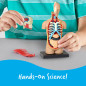 Learning Resources Modèle Anatomique - Corps Humain Learning Resources Modèle Anatomique - Corps Humain