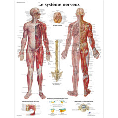 3B Scientific Modèle Anatomique Système Nerveux