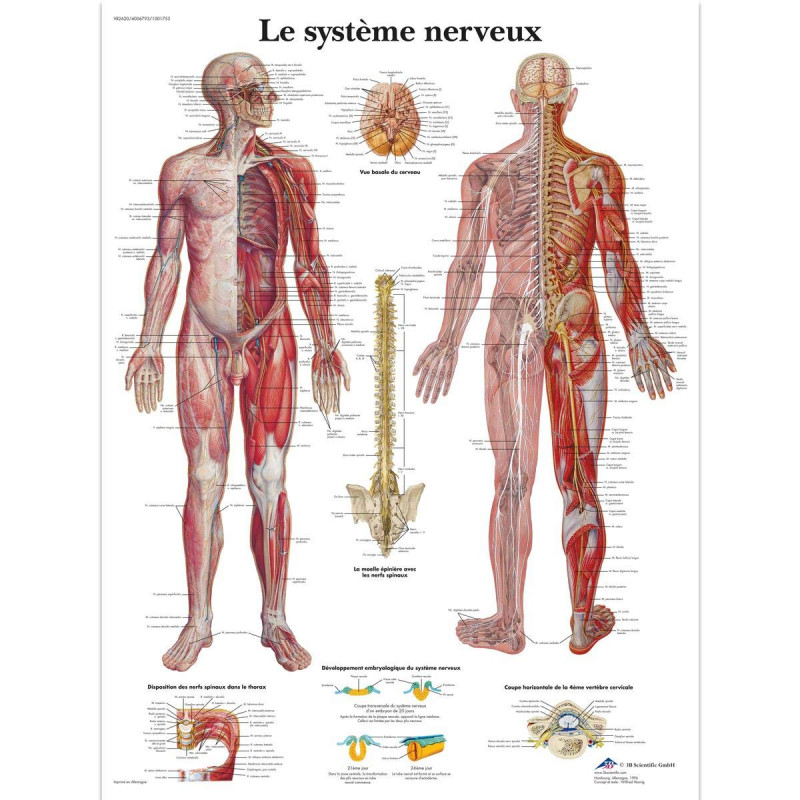3B Scientific Modèle Anatomique Système Nerveux