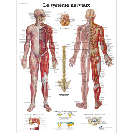 3B Scientific Modèle Anatomique Système Nerveux