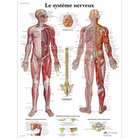 3B Scientific Modèle Anatomique Système Nerveux