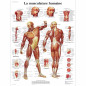 3B Scientific Modèle Anatomique Musculature Humaine