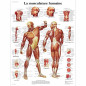 3B Scientific Modèle Anatomique Musculature Humaine