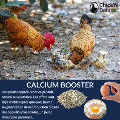 Chick'N Deluxe® Calcium Booster 4Kg. Coquille huitre Poules pondeuse. Produit minéral Naturel Riche en Calcium, stimule la Ponte
