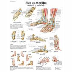 3B Scientific – Laminé Pied & Cheville Affiche – Anatomie & Pathologie – Poster Protégé contre UV et Poussière pour Étude, Ensei