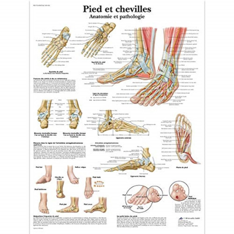 3B Scientific – Laminé Pied & Cheville Affiche – Anatomie & Pathologie – Poster Protégé contre UV et Poussière pour Étude, Ensei 3B Scientific – Laminé Pied & Cheville Affiche – Anatomie & Pathologie – Poster Protégé contre UV et Poussière pour Étude, Ensei