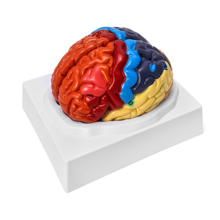 QWORK 2 Parties Modèle Anatomique de Cerveau pour l'enseignement