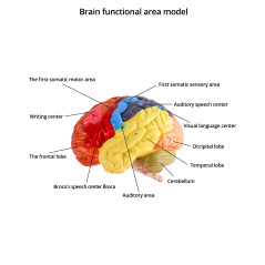 QWORK 2 Parties Modèle Anatomique de Cerveau pour l'enseignement