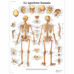 3B Scientific VR2113L Planche Anatomique, Le Squelette Humain