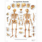 3B Scientific VR2113L Planche Anatomique, Le Squelette Humain 3B Scientific VR2113L Planche Anatomique, Le Squelette Humain