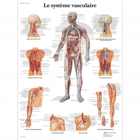 3B Scientific – Laminé Système Vasculaire Humain Affiche – Poster d’Anatomie Protégé contre UV et Poussière pour Étude, Enseigne