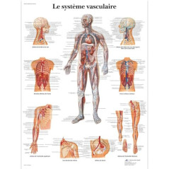 3B Scientific – Laminé Système Vasculaire Humain Affiche – Poster d’Anatomie Protégé contre UV et Poussière pour Étude, Enseigne