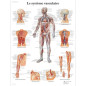 3B Scientific – Laminé Système Vasculaire Humain Affiche – Poster d’Anatomie Protégé contre UV et Poussière pour Étude, Enseigne
