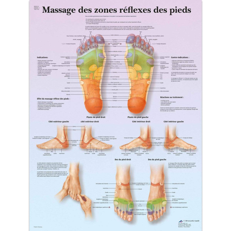 3B Scientific Modèle Anatomique Massage des Zones Réflexes